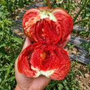 244 Elena's Amethyst Heart Tomato, 5 Seeds