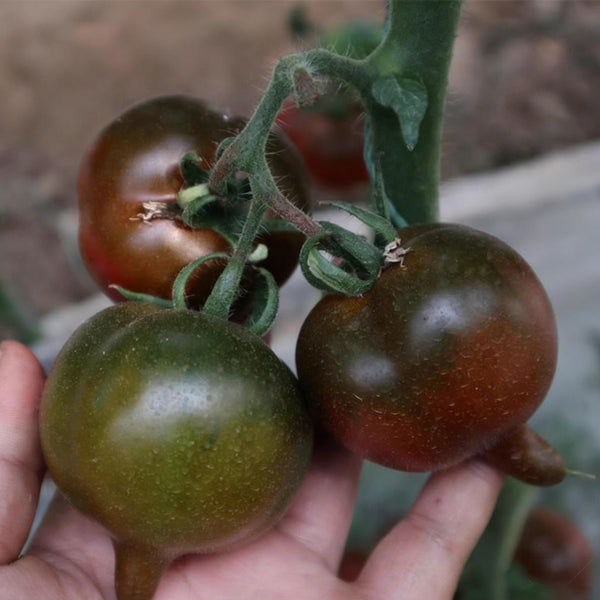 Purple Peach Tomato, 5 Seeds