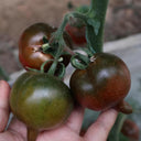 Purple Peach Tomato, 5 Seeds