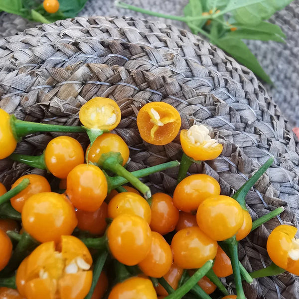 Aji Charapita, 20 Seeds