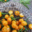 Aji Charapita, 20 Seeds