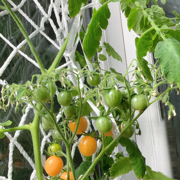 Mille Fleurs Tomato Seeds, 5 Seeds