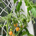 Mille Fleurs Tomato Seeds, 5 Seeds