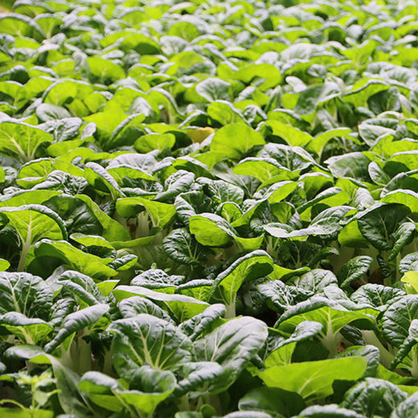 Hong Kong Milky Pak Choi Seeds, 20g