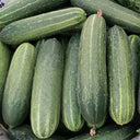 'Bixiu' F1 Fruit Cucumber, 30 Seeds