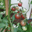 Reinhard Kraft's Purple Sugar Cherry Tomato, 5 Seeds