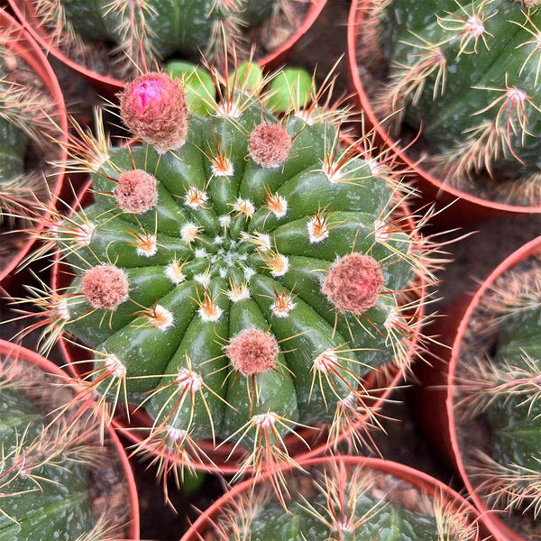 Parodia ottonis 'Pink Flower', 3-4cm