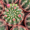 Parodia ottonis 'Pink Flower', 3-4cm