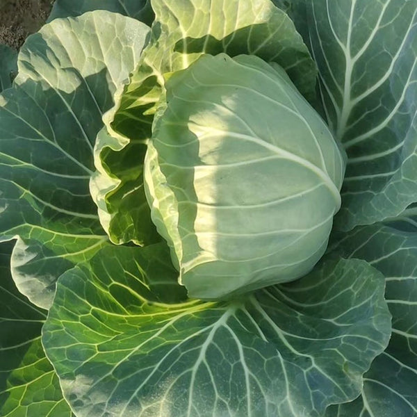 Fruit Cabbage Seeds, 2g
