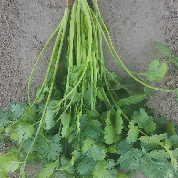 Farmhouse Large-leaf Cilantro Seeds, 50g