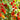 968 Red Date Tomato, 5 Seeds
