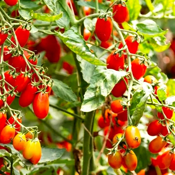 968 Red Date Tomato, 5 Seeds
