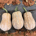 Honey Aroma Mini Pumpkin, 5 Seeds