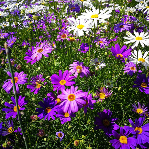 Swan River Daisy, 1g