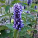 Korean mint (Agastache rugosa) Seeds, 300 Seeds