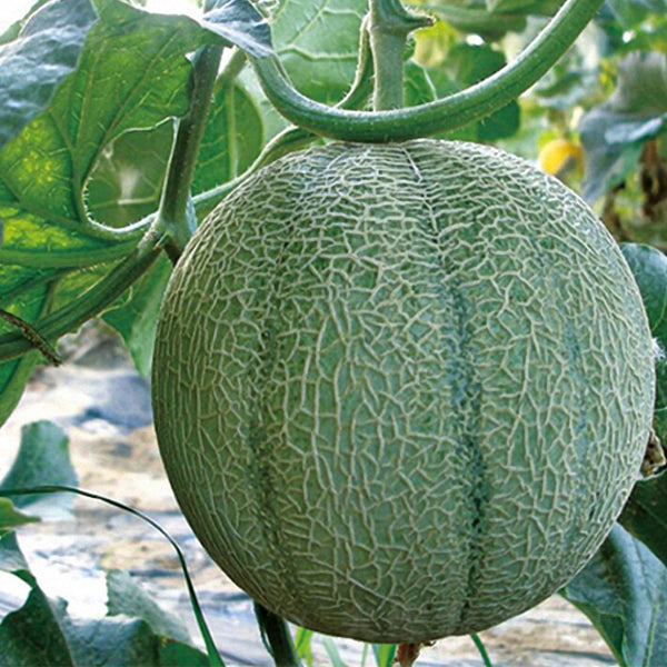 Maiour Melon Hybird F1 Seeds, 10 Seeds
