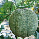 Maiour Melon Hybird F1 Seeds, 10 Seeds