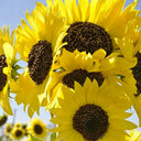 Lemon Yellow Sunflower, 150 Seeds