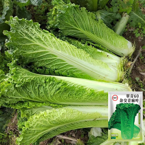 'Cuiqing 60' Qingmaye Chinese Cabbage Seeds, 4g