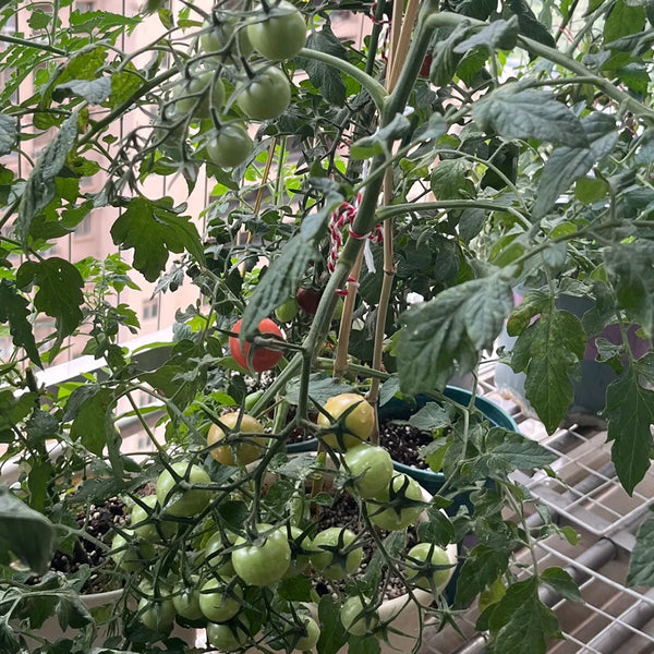 'Eden No. 2' Tomato Seeds, 5 Seeds