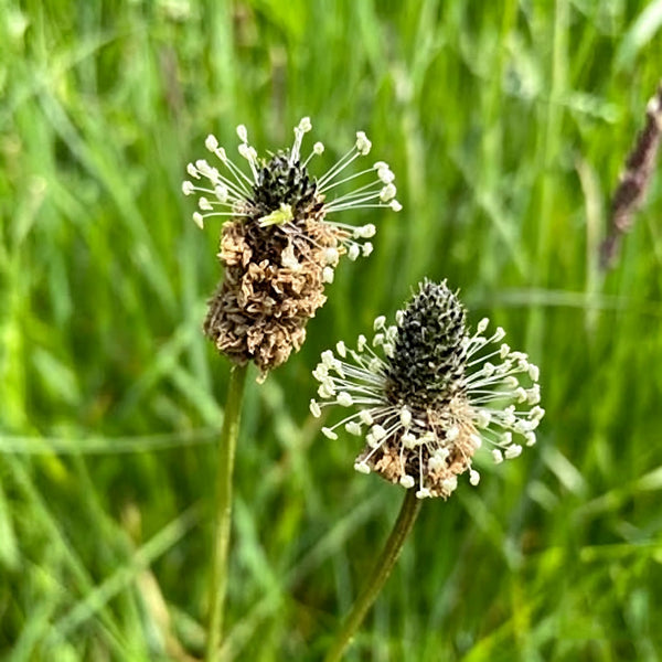 English Ribwort Plantain, 10 Seeds