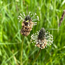 English Ribwort Plantain, 10 Seeds