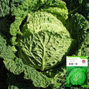 'Dongzhou No.1' Cabbage Seeds, 5g