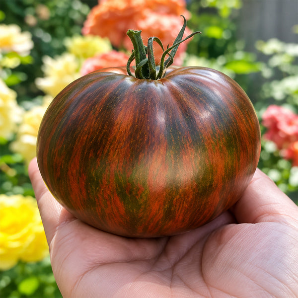30 Marsha's Starfighter Heart Tomato, 5 Seeds