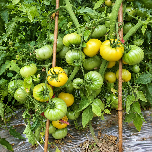 108 Carnival-1 Tomato, 5 Seeds