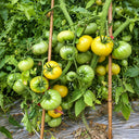 108 Carnival-1 Tomato, 5 Seeds
