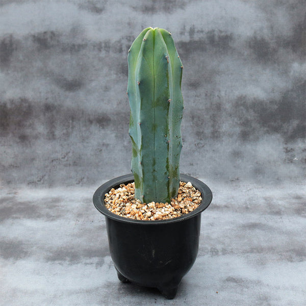 Myrtillocactus geometrizans, 7-10cm