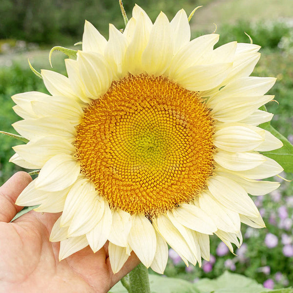 'White Moonlight' Sunflower, 6 Seeds