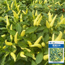 Yanjiao 528 Facing Heaven Pepper Seeds, 0.5g