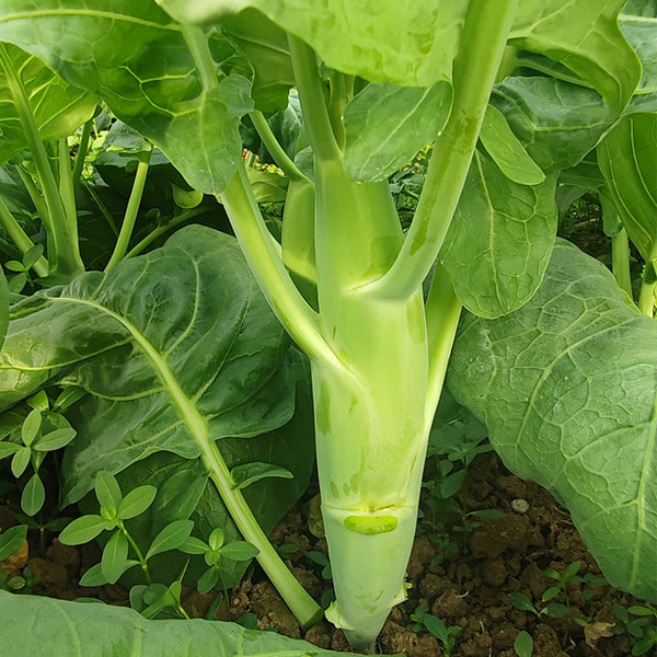 'Jiemei' Big-Stem Chinese Kale Seeds, 10g