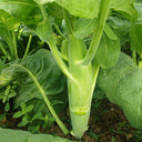 'Jiemei' Big-Stem Chinese Kale Seeds, 10g