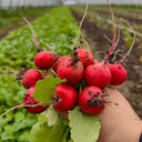 Meiying Cherry Radish Seeds, 5g