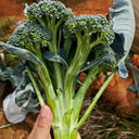 Green Sprouting Broccoli No.2 Hybrid Seeds, 30 Seeds