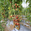 512 Psamathe Tomato, 5 Seeds