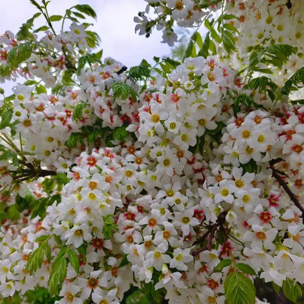 Xanthoceras sorbifolium, 20 Seeds