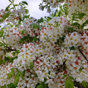 Xanthoceras sorbifolium, 20 Seeds