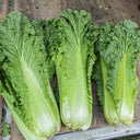 'Cuiqing No.8' Chinese Cabbage Seeds, 10g