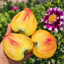532 Minusinsk Orange Elephant Tomato, 5 Seeds
