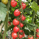 'Imperial Ruby' Traditional Cherry Tomato Seeds, 20 Seeds