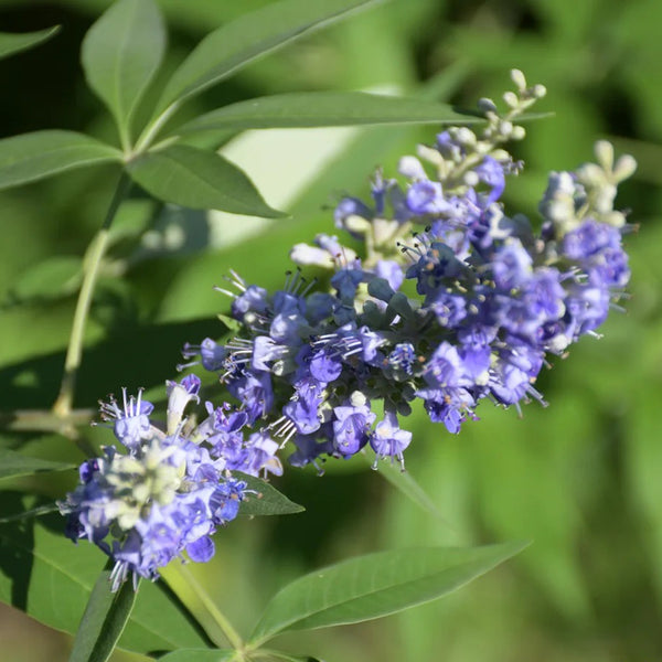 Chinese Chaste Tree Seeds, 100 Seeds