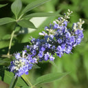 Chinese Chaste Tree Seeds, 100 Seeds