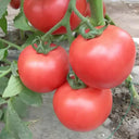 Pink Emperor Tomato Seeds, 1000 Seeds