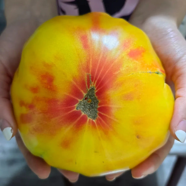Cocktail Fruit Tomato, 20 Seeds