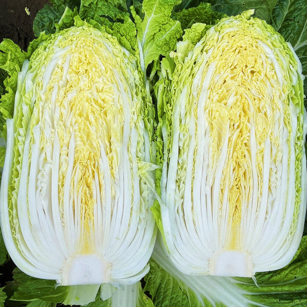'Jiaoyan Qiubao' Chinese Cabbage Seeds, 10g