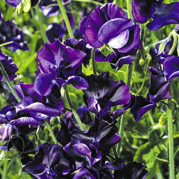 Royal Navy Blue Sweet Pea, 5 Seeds