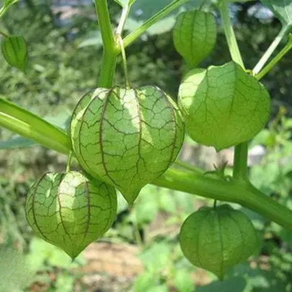 Groundcherry Seeds, ~500 Seeds